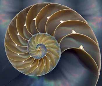 nautilusblgold350